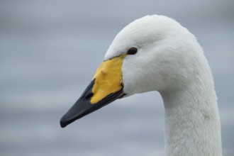 Whooper swan (Cygnus cygnus) adult bird head portrait, England, United Kingdom