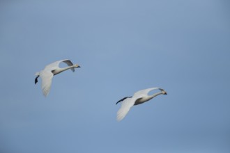Bewick's swan (Cygnus columbarius) two adult swans birds in flight in winter, Cambridgeshire,