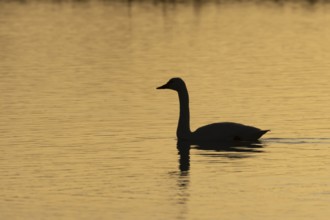Bewick's Swan (Cygnus columbianus) adult bird on a lagoon silhouette at sunset in winter, RSPB