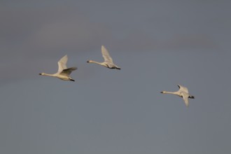 Bewick's swan (Cygnus columbarius) three adult swans birds in flight in winter, Cambridgeshire,