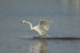 Whooper swan (Cygnus cygnus) adult bird in flight landing on water of a flooded meadow in winter,