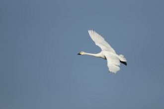Bewick's Swan (Cygnus columbianus) adult bird flying in winter, England, United Kingdom