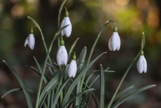 Snowdrop (Galanthus nivalis), Rmsland, Lower Saxony, Germany