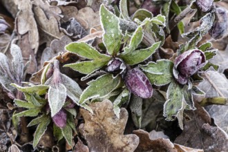 Lenzrose (Helleborus orientalis cultivar) in hoarfrost, Emsland, Lower Saxony, Germany