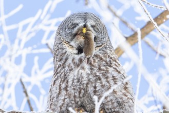 Great gray owl (strix nebulosa), Owl swallows a prey in a frost-covered forest, region of Center