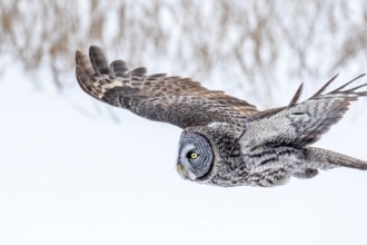 Great gray owl (strix nebulosa), Owl flies in a frost-covered forest, region of Center Quebec,