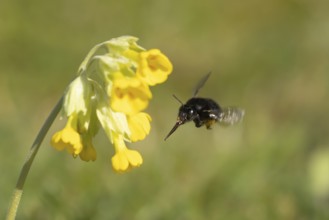 Ashy mining bee (Andrena cineraria) adult insect flying towards a Cowslip flower in spring,