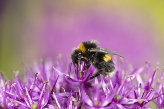 Buff tailed bumblebee (Bombus terrestris) adult bee insect feeding on an allium garden flower in