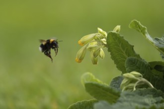 Buff-tailed bumblebee (Bombus terrestris) adult bee insect flying towards a flowering Cowslip