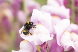 Buff-tailed bumblebee (Bombus terrestris) adult bee insect feeding on a garden Snapdragon