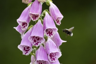 Buff tailed bumblebee (Bombus terrestris) adult bee insect flying to a purple foxglove flower in