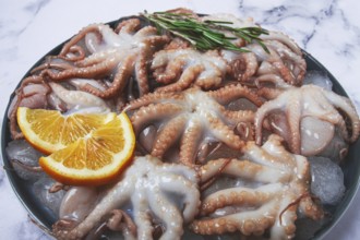 Fresh baby octopuses on ice, garnished with lemon and rosemary, on a marble table, no people