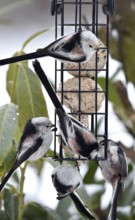 Long-tailed tits (Aegithalos caudatus) eating tit dumplings in winter, Schleswig-Holstein, Germany
