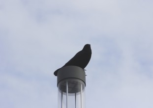Raven crow (Corvus corone), on a lantern, North Rhine-Westphalia, Germany