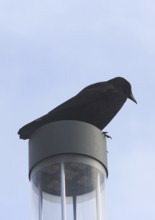 Raven crow (Corvus corone), on a lantern, North Rhine-Westphalia, Germany