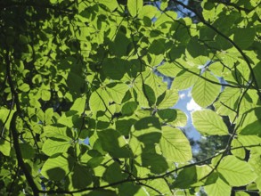 Sunlight shines through bright green leaves with a view of the sky, Franconian mountain trail,