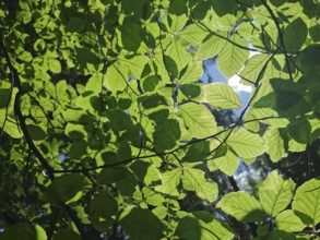 Sunlight shines through green leaves that form a dense roof, Franconian mountain trail, hiking in