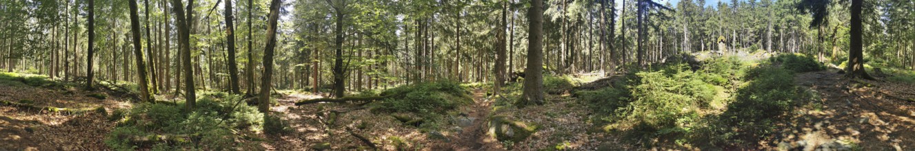A sunlit forest with dense trees and green vegetation, Franconian mountain trail, hiking in the