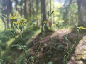 Close-up of Lapsana communis (lapsana communis) in the forest with sunlight and blurred background,