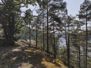 View of a wooded hill with a lakeside bench in sunny weather, hiking in the Thuringian Forest