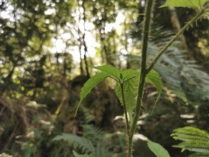 Close-up of a green plant leaf in the forest with sunlight in the background, hiking in the