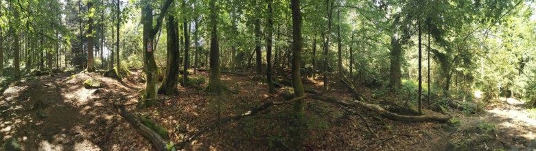 Panoramic view of a dense forest with leaves and fallen tree trunks, Franconian mountain trail,