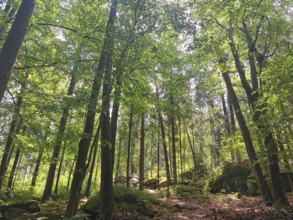 Larger trees and moss-covered rocks in a sparse forest, Franconian mountain trail, hiking in the