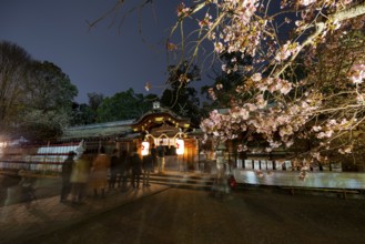 Illuminated Hirano shrine with cherry blossoms at night, blue hour, Hanami, Kyoto, Japan