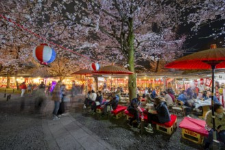 Visitors and food stalls among illuminated blooming cherry trees at Cherry Blossom Festival,