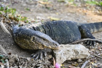 Large monitor lizards, the water monitor is a common sight beside or swimming in the lake at