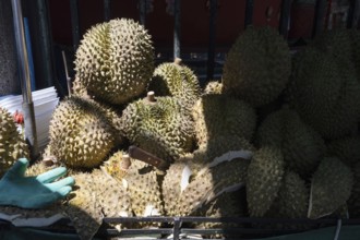 Durian fruit, with its green spiky rind, is a popular nutritious fruit with a distinctive smell