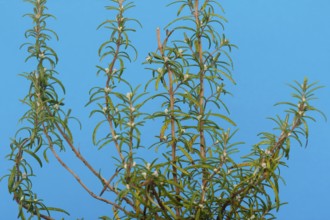 Rosemary (Rosmarinus officinalis), twigs with young, very hairy leaves, in the studio, North