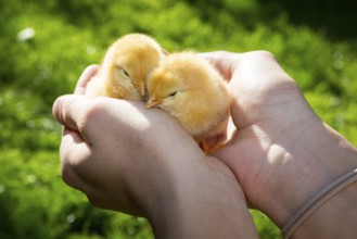 2 yellow chicks of domestic fowl (Gallus gallus domesticus) in the hand