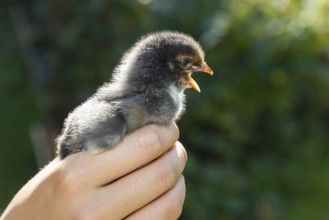 1 black chick of domestic fowl (Gallus gallus domesticus) in the hand