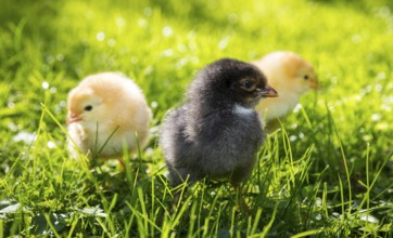 Chicks of domestic fowl (Gallus gallus domesticus) in the meadow