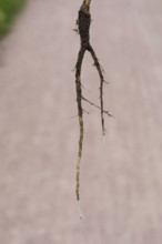 Common evening primrose (Oenothera biennis), taproot