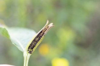 Common evening primrose (Oenothera biennis), seeds in the opened seed head