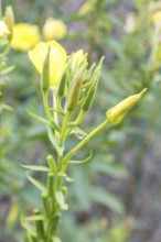 Common evening primrose (Oenothera biennis), inflorescence with buds