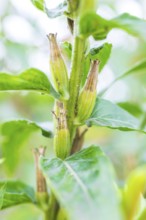 Common evening primrose (Oenothera biennis), inflorescence ripening