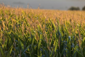 Corn (Zea mays) in the warm morning light on a corn field, Bannewitz, Saxony, Germany