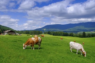 Bauernhof Gschwendt an der Kesselalm bei Inzell, Chiemgau, Upper Bavaria, Bavaria, Germany