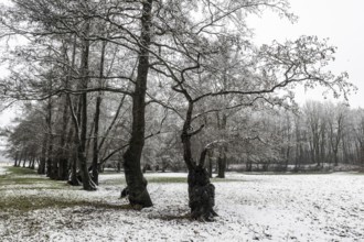 Black alder (Alnus glutinosa) in a snowy floodplain landscape, Emsland, Lower Saxony, Germany