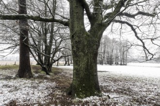 English oak (Quercus robur) and black alder (Alnus glutinosa) in a snow-covered floodplain