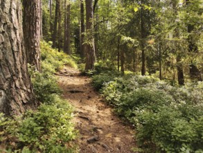Narrow forest trail in the shade, surrounded by thick vegetation, hiking in the Franconian Forest