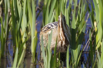 Great or Eurasian bittern (Botaurus stellaris) adult heron bird in a reedbed in spring, RSPB