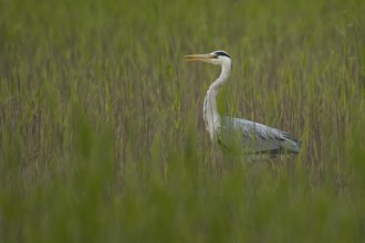 Grey heron (Ardea cinerea) adult bird in a reedbed in spring, RSPB Minsmere nature reserve,