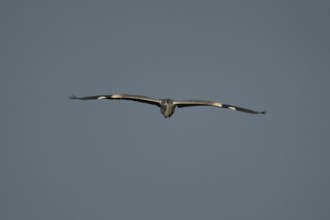 Grey heron (Ardea cinerea) adult bird in flight, England, United Kingdom