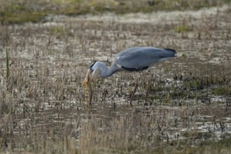 Grey heron (Ardea cinerea) adult bird carrying a Pike (Esox lucius) fish in its beak in spring,