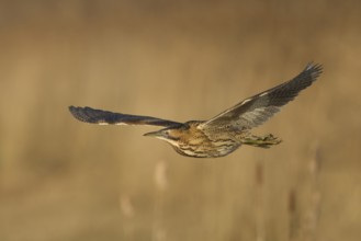 Great or Eurasian bittern (Botaurus stellaris) adult heron bird in flight over a reedbed in winter,