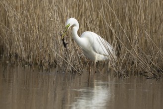 Great white egret (Ardea alba) adult heron bird in water on the edge of a reedbed with a frog for